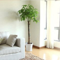 单直杆发财树