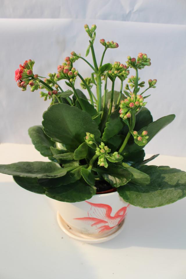 长寿花
