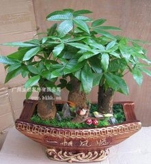 发财树