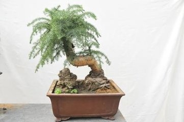澳洲杉盆景