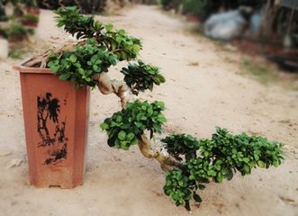 悬崖造型榕树盆景