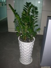 金钱树