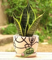 迷你虎皮兰