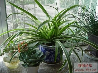 金边吊兰